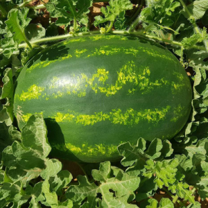 B32 SEED