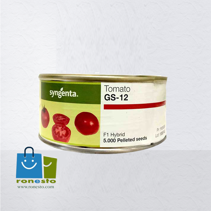 فروش بذر گوجه اس جی 12